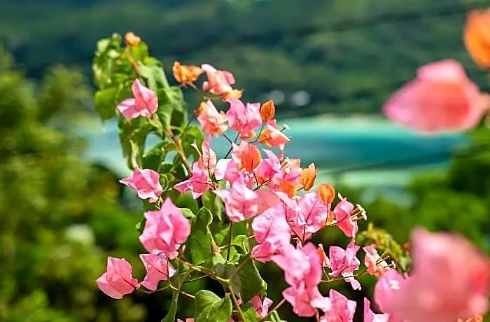 View Retreat Selfcatering Hotel Anse Boileau